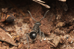 Polyrhachis punctiventris