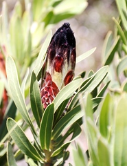 Protea lepidocarpodendron