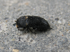 Dermestes laniarius