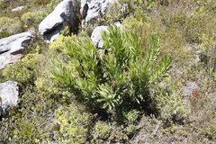 Protea lepidocarpodendron