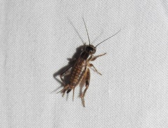 Teleogryllus commodus