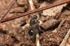 Polyrhachis punctiventris