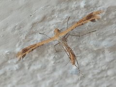 Megalorhipida