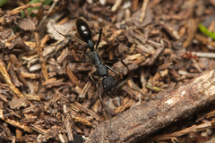 Leptogenys sjostedti
