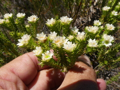 Diosma subulata