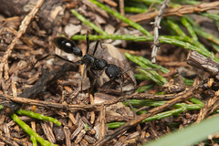 Leptogenys sjostedti