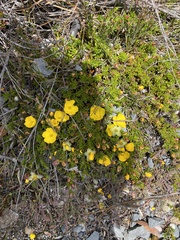 Hibbertia procumbens