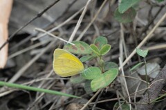 Eurema herla