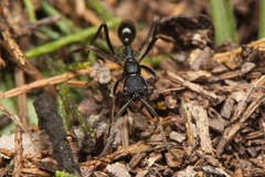 Leptogenys sjostedti