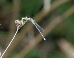 Austrolestes aridus