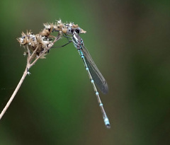 Austrolestes aridus