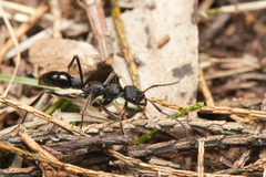 Leptogenys sjostedti