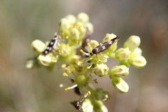 Scythris scopolella