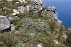 Tarchonanthus littoralis