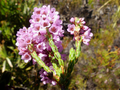 Erica pulchella