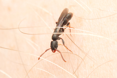 Platythyrea parallela