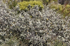 Tarchonanthus littoralis