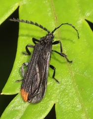 Diatrichalus funereus
