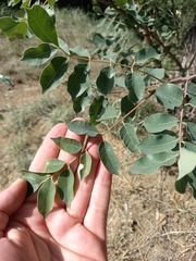 Sclerocarya birrea caffra