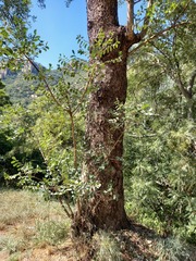 Sclerocarya birrea caffra