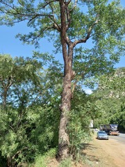 Sclerocarya birrea caffra