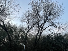 Macaca mulatta