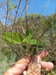 Crotalaria capensis