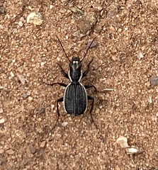 Graphipterus lineolatus