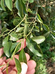 Olax dissitiflora