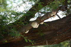 Chiromantis xerampelina