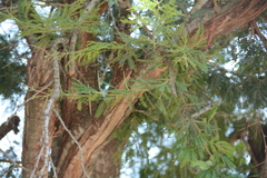 Vachellia robusta