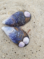 Crepipatella dilatata