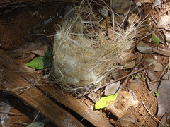 Nectariniidae