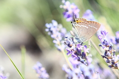 Satyrium spini