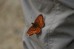 Boloria chariclea