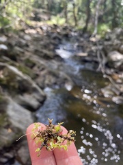 Callitriche muelleri