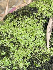 Callitriche muelleri