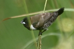 Spermestes cucullata scutata