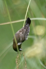 Spermestes cucullata scutata