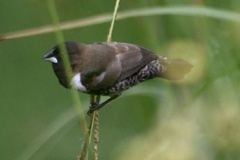 Spermestes cucullata scutata