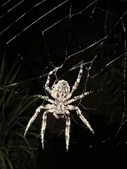 Parawixia