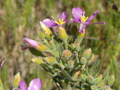 Orphium frutescens