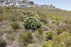 Mimetes fimbriifolius