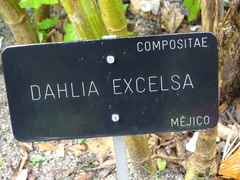Dahlia excelsa