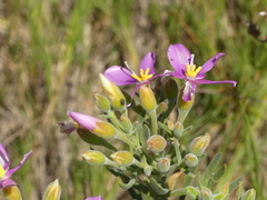 Orphium frutescens