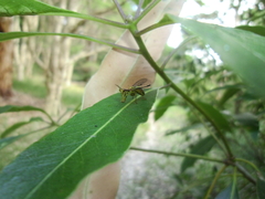 Spaminta minjerribae