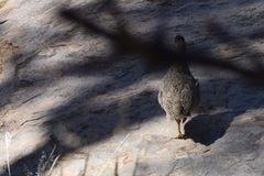 Scleroptila gutturalis