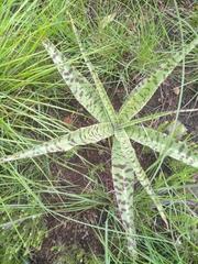 Ledebouria luteola