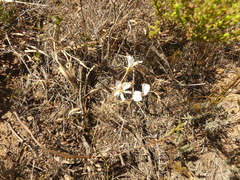 Pelargonium pinnatum
