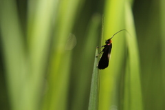 Cauchas rufimitrella